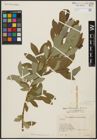 Foto von Salix aegyptiaca L. x Salix elbursensis Boiss.